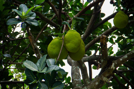 Jackfruit is the name of a type of tree, as well as its fruit. Jackfruit trees belong to the...