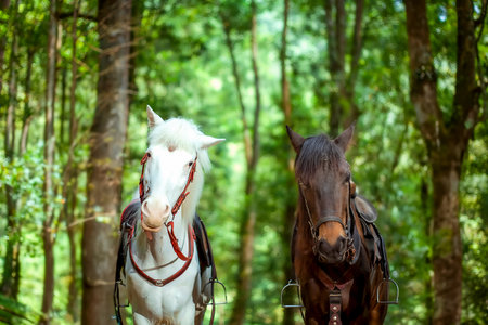 two horses black and white