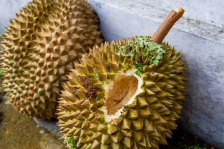 Local Indonesian durian is delicious and contains various vitamins and minerals, providing a delightful taste experience.の写真素材