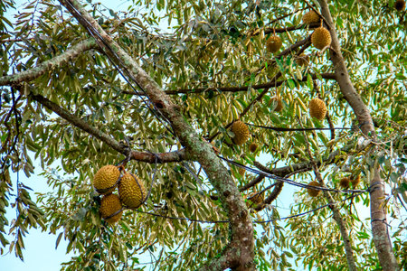 Fresh local Indonesian durian. The durian is still on the tree, maintaining its freshness. The...