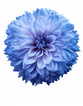 light blue flower on a white background, isolated with clipping path. Large. Delicate shaggyの写真素材