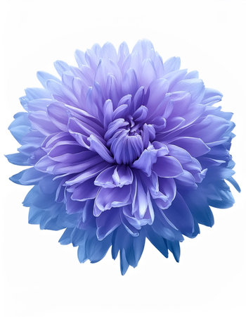 light blue flower on a white background, isolated with clipping path. Large. Delicate shaggyの写真素材