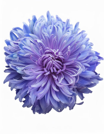 light blue flower on a white background, isolated with clipping path. Large. Delicate shaggyの写真素材