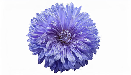 light blue flower on a white background, isolated with clipping path. Large. Delicate shaggyの写真素材