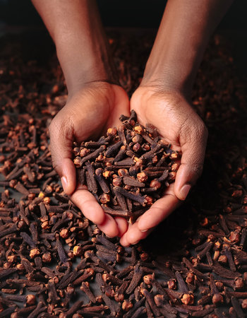 close up hand selected The clove are still fresh and ready to be harvested.の写真素材