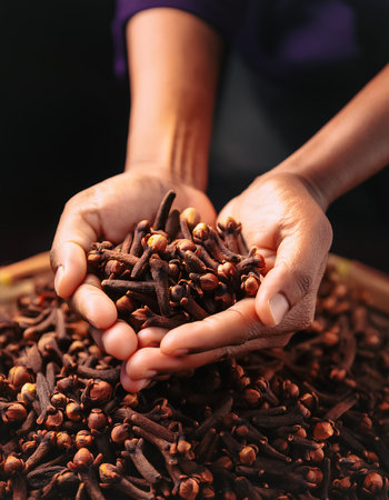 close up hand selected The best clove are still fresh and ready to be harvested.の写真素材