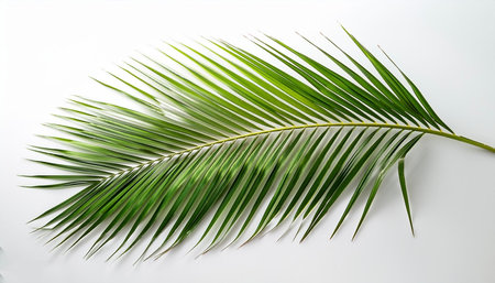 Coconut leaf fronds on a white backgroundの写真素材