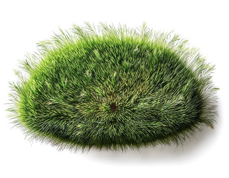 flat lay, top of views of patch of grass isolated on white backgroundの写真素材