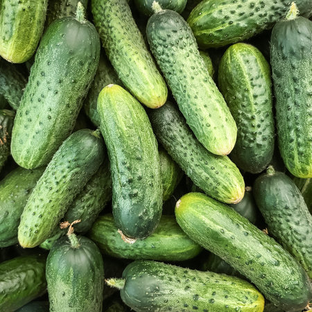 Close up of Lots of cucumbers. cucumbers Background Conceptの写真素材