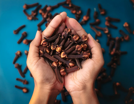 close up hand selected The best clove are still fresh and ready to be harvested.の写真素材
