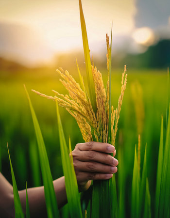 close up rice plants or paddy on plantation. close up hand selected The best rice plants or paddy are still fresh and ready to be harvested.の写真素材