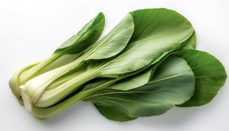 A Fresh Bok Choy on a white backgroundの写真素材