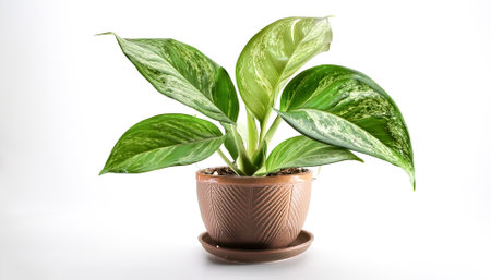 Aglaonema Leaves in a pot isolated white backgroundの写真素材