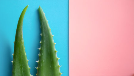 aloe vera, macro shot, isolated on a soft blue and Pink Pastelの写真素材