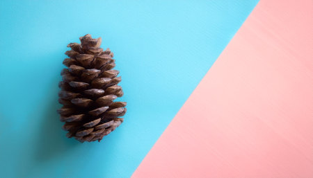 pine cone, isolated on a soft blue and Pink Pastelの写真素材