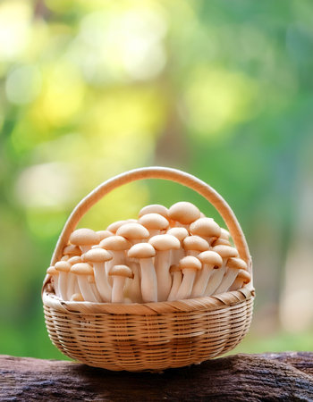 Fresh beech mushroom in Bamboo basket with blur green bokeh backgroundの写真素材