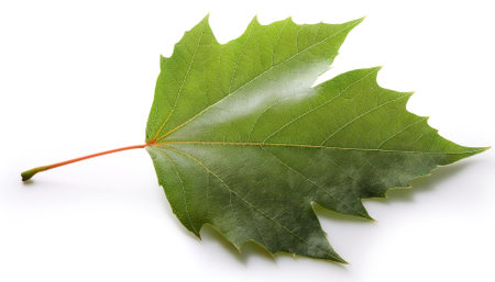 Sycamore maple leaf isolated on white background