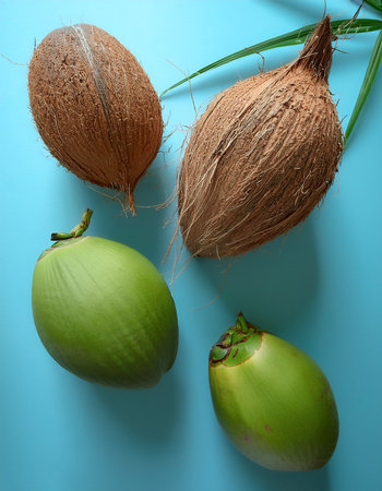 Green Coconut Fruit, isolated on a pastel blue