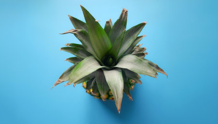 Pineapple, isolated on a pastel blueの写真素材