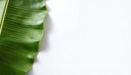 Banana leaf pattern on side position provides copy space for text. background concept isolated whiteの写真素材