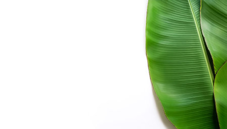 Banana leaf pattern on side position provides copy space for text. background concept isolated whiteの写真素材