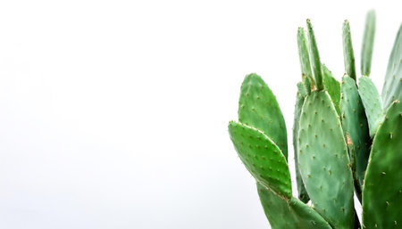 Cactus Leaves pattern on side position provides copy space for text. background concept isolated whiteの写真素材