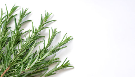 close up Rosemary on side position provides copy space for text. background concept isolated whiteの写真素材