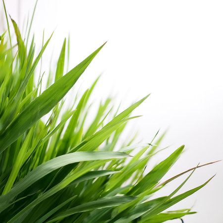 green grass on side position provides copy space for text. background concept isolated white