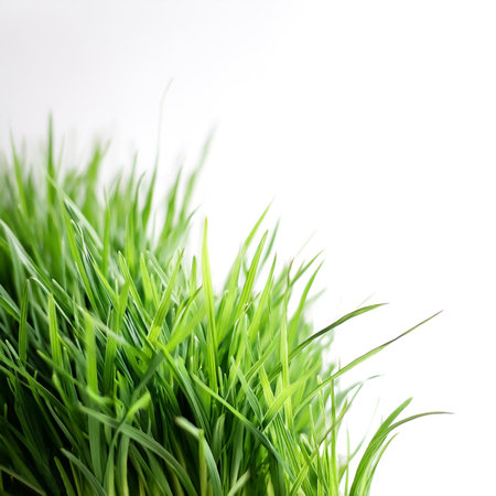 green grass on side position provides copy space for text. background concept isolated whiteの写真素材