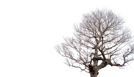 leafless old tree on side position provides copy space for text. background concept isolated whiteの写真素材