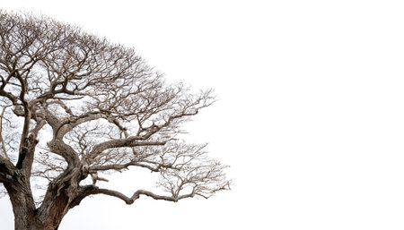 leafless old spooky tree on side position provides copy space for text. background concept isolated whiteの写真素材