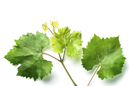 fresh young vine leaf, grapevine isolated on white backgroundの写真素材