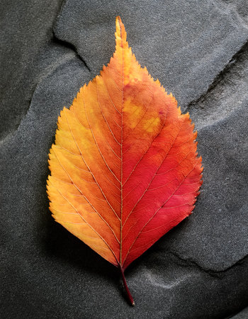 A brightly colored fallen leaf on a plain gray stone