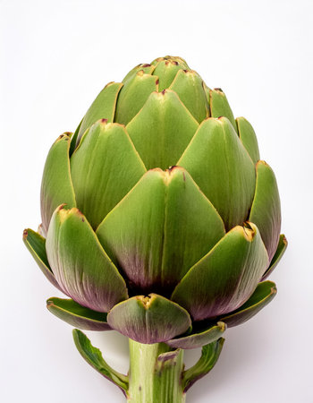 Artichoke, isolated on a clean white backgroundの写真素材