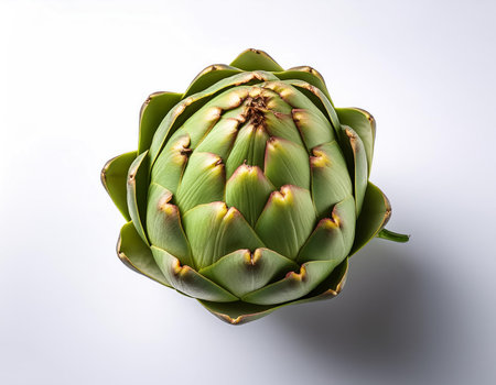 Artichoke, isolated on a clean white backgroundの写真素材