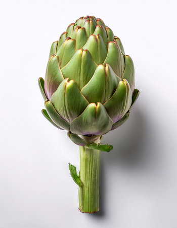 Artichoke, isolated on a clean white backgroundの写真素材
