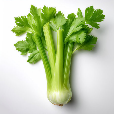Celery, isolated on a clean white backgroundの写真素材