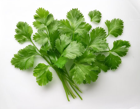 Coriander leaves, isolated on a clean white backgroundの写真素材