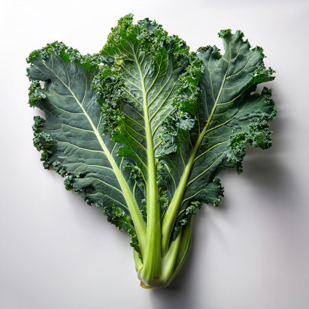 kale, isolated on a clean white backgroundの写真素材