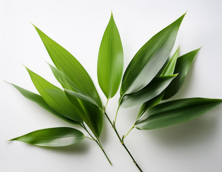 bamboo leaves, on a white backgroundの写真素材