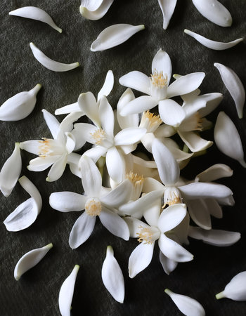 A Neroli blossom. White citrus tree bloom pattern texture backgroundの写真素材