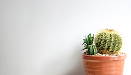 Cactus plants in simple pots on side position provides copy space for text. background concept isolated whiteの写真素材