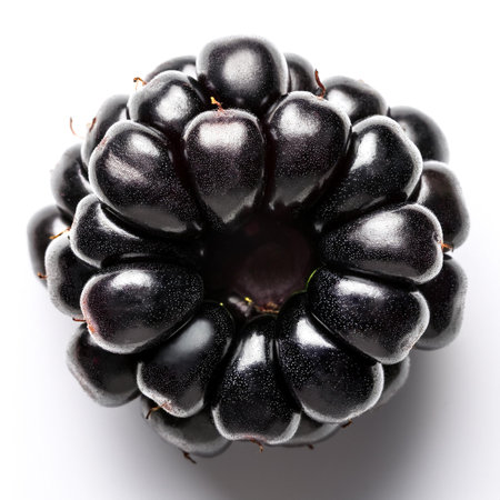 fresh blackberries, isolated on a white backgroundの写真素材