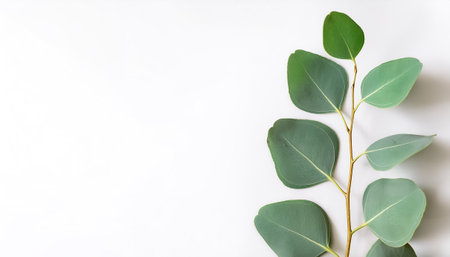 Eucalyptus with leaves pattern on side position provides copy space for text. background concept isolated whiteの写真素材