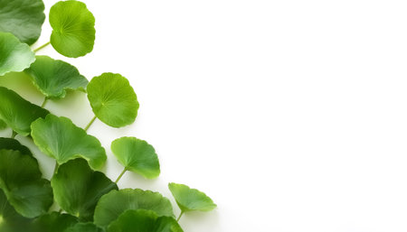 Gotu kola leaves pattern on side position provides copy space for text. background concept isolated whiteの写真素材