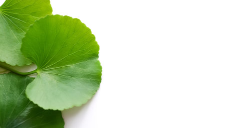 Gotu kola leaves pattern on side position provides copy space for text. background concept isolated whiteの写真素材