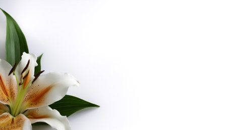 Lily with leaves pattern on side position provides copy space for text. background concept isolated whiteの写真素材