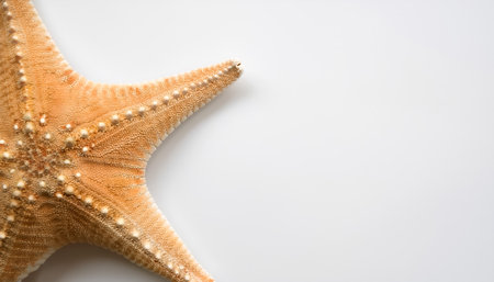 Sea star pattern on side position provides copy space for text. background concept isolated whiteの写真素材