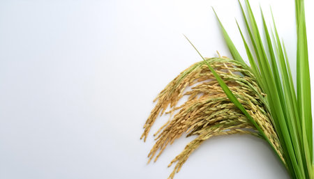 rice ear with leaf on side position provides copy space for text. background concept isolated whiteの写真素材