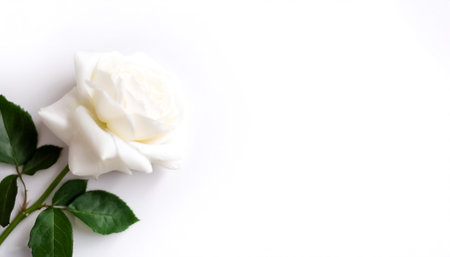 white rose with leaves pattern on side position provides copy space for text. background concept isolated whiteの写真素材